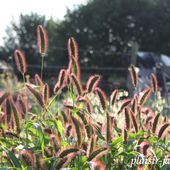 c3. Les annuelles - plaisir-jardin.com