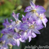 c3. Les annuelles - plaisir-jardin.com