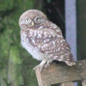 Les habitants et visiteurs du jardin - plaisir-jardin.com