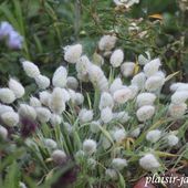 c3. Les annuelles - plaisir-jardin.com