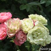 b6. Les rosiers à fleurs groupées et floribunda - plaisir-jardin.com