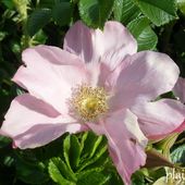 b6. Les rosiers rugosas (rugueux) - plaisir-jardin.com