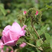 b2. les rosiers mousseux - plaisir-jardin.com
