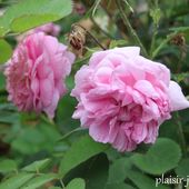 b2. les rosiers centfeuilles (centifolia) - plaisir-jardin.com