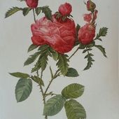 b2. les rosiers centfeuilles (centifolia) - plaisir-jardin.com