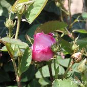 La rosa x centifolia - plaisir-jardin.com
