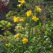 Une colis promesse de floraisons ... breton - plaisir-jardin.com