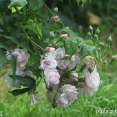 Les rosiers noisettes - plaisir-jardin.com