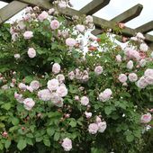 Les rosiers noisettes - plaisir-jardin.com