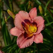 Les Hémérocalles - plaisir-jardin.com