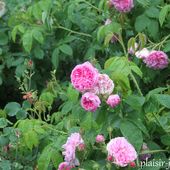 Les rosiers de Damas - plaisir-jardin.com