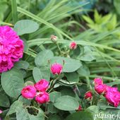 Les rosiers de Damas - plaisir-jardin.com