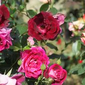 Le rosier 'Burgundy Ice' - plaisir-jardin.com