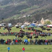 Les douze classées de Verrayes 2016 - Les Reines de la Vallée d'Aoste