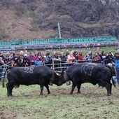 Batailles de Reines Pont-Saint-Martin 26 marzo 2017 - Les Reines de la Vallée d'Aoste