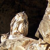 HIBOU GRAND DUC D'EUROPE, VIDEO