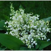 Muguet au Cœur... du 1er Mai - Images du Beau du Monde