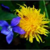 Flirt Floral - Images du Beau du Monde