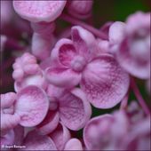À cœur de fleur - Images du Beau du Monde