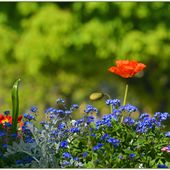 Fleurs des Champs... - Images du Beau du Monde