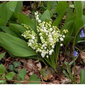 Muguet bleu, muguet blanc, manque plus que le rouge ! - Images du Beau du Monde