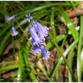 Muguet bleu, muguet blanc, manque plus que le rouge ! - Images du Beau du Monde