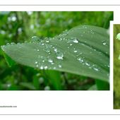 Bon Premier Mai à tous ! - Images du Beau du Monde