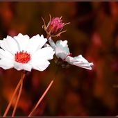 Fleur... - Images du Beau du Monde