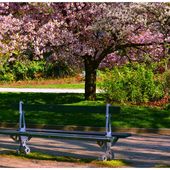 Banc public : le printemps aux Champs... - Images du Beau du Monde