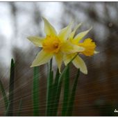 Aux premières jonquilles - Images du Beau du Monde