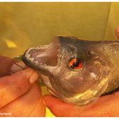 Poisson d'Avril ! - Images du Beau du Monde