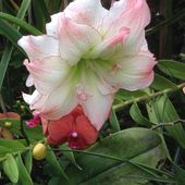 Fleurs en serre au jardin des plantes de Poitiers - Images du Beau du Monde