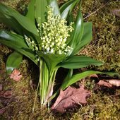 muguet - Images du Beau du Monde