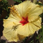 L'hibiscus de Vulcano - Images du Beau du Monde