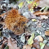 Pourquoi le marronnier fait aussi recette dans la blogosphère