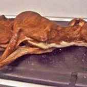 L’incroyable sauvetage de Patrick, le chien abandonné retrouvé mourant dans un sac poubelle