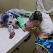 Angoulême: Enzo se jette à l'eau pour sauver des chiots lancés vivants depuis un pont -