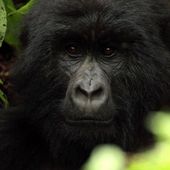 A voir : La guerre des grands singes ce mardi soir sur France 5. - LeBlogTvNews