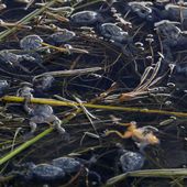 Été 2015 : 161 hécatombes animales en seulement 2 mois - MOINS de BIENS PLUS de LIENS