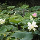 Jardin des Martels - Tarn - Jardins merveilleux