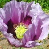 Les pavots mauves d'Aurélie du Lot et Garonne - Jardins Merveilleux