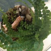 le Bocal Terrarium