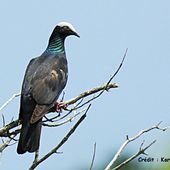 A la demande de L'ASFA et L'ASPAS, le juge des référés suspend la Chasse du Pigeon à couronne blanche en Guadeloupe et à Saint-Martin