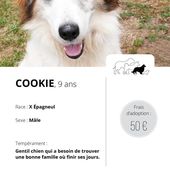 Le refuge de Vierzon ne peut plus accueillir de chiens, venez en adopter - Vierzonitude