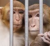 NON AUX EXPERIMENTATIONS SUR LES ANIMAUX