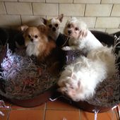SOS POUR PETITS CHIENS VENANT D'UN ELEVAGE
