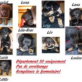 CHIOTS A RESERVER - SANS COVOITURAGE