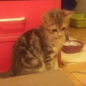 ADOPTION CHATON - LOUISIANE 3 mois 1/2