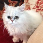 ADOPTION CHATS - FREESBY, LEONIA, MISS & VOLODIA