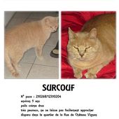AIDEZ-MOI A RETROUVER MON PETIT SURCOUF....